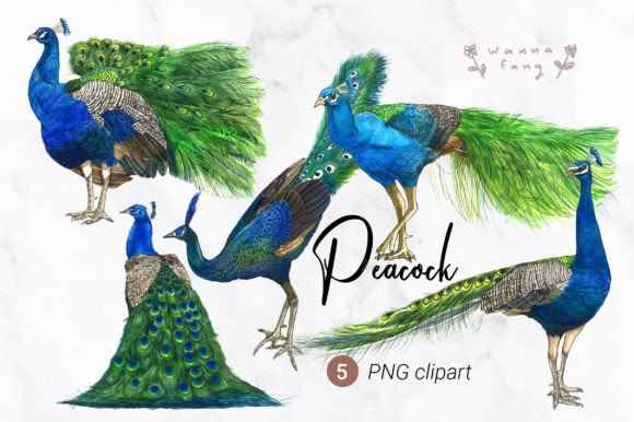Peacock Watercolor Animal Clipart, PNG: Elevate Your Creative Projects